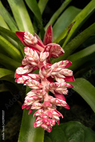 Pink flowers bloom on the bromeliad Aechmea patriciae photo