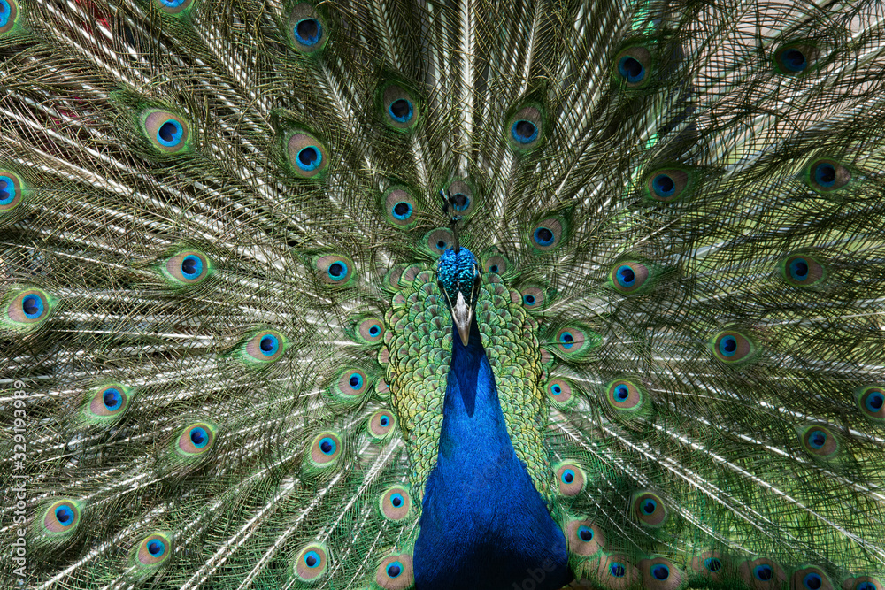 Fototapeta premium Peacock Feather display
