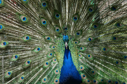 Peacock Feather display