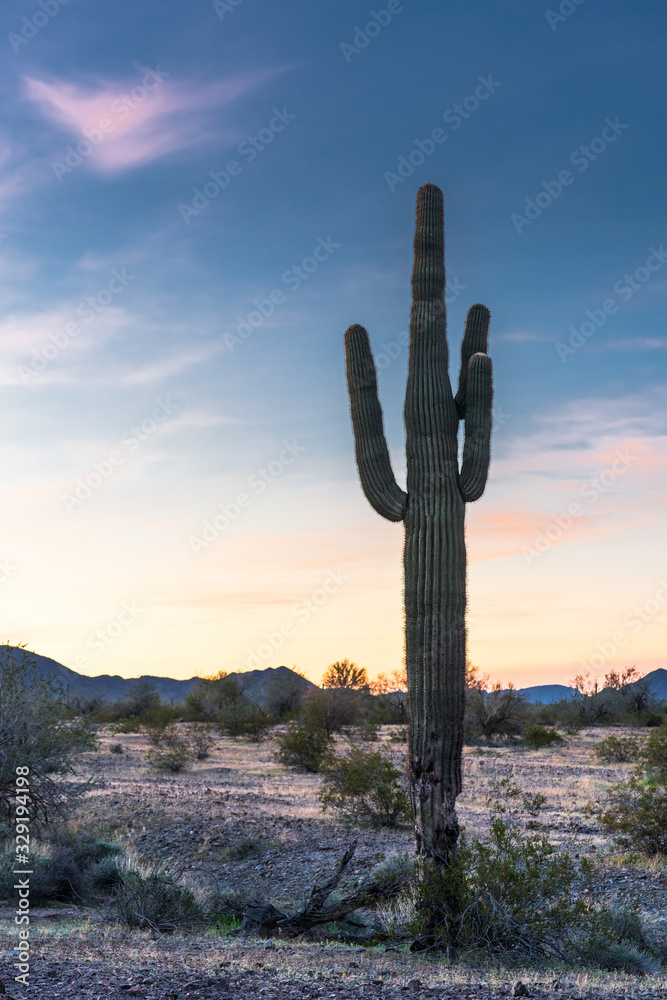 Saguaro at Sunrise