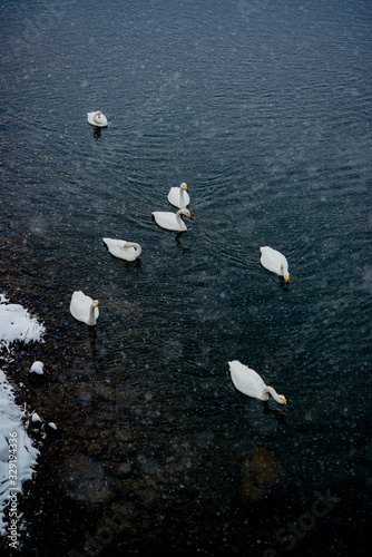 Swans on the river, On a snowy day photo