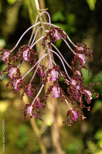 Tiny pink flowers on the Laelia undulate orchid photo