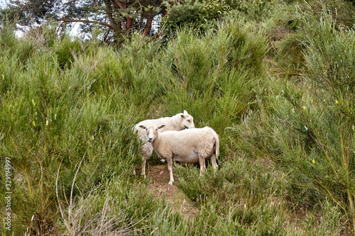 Sheep graze on the northern part of Hammeren peninsula, Bornholm island, Denmark..