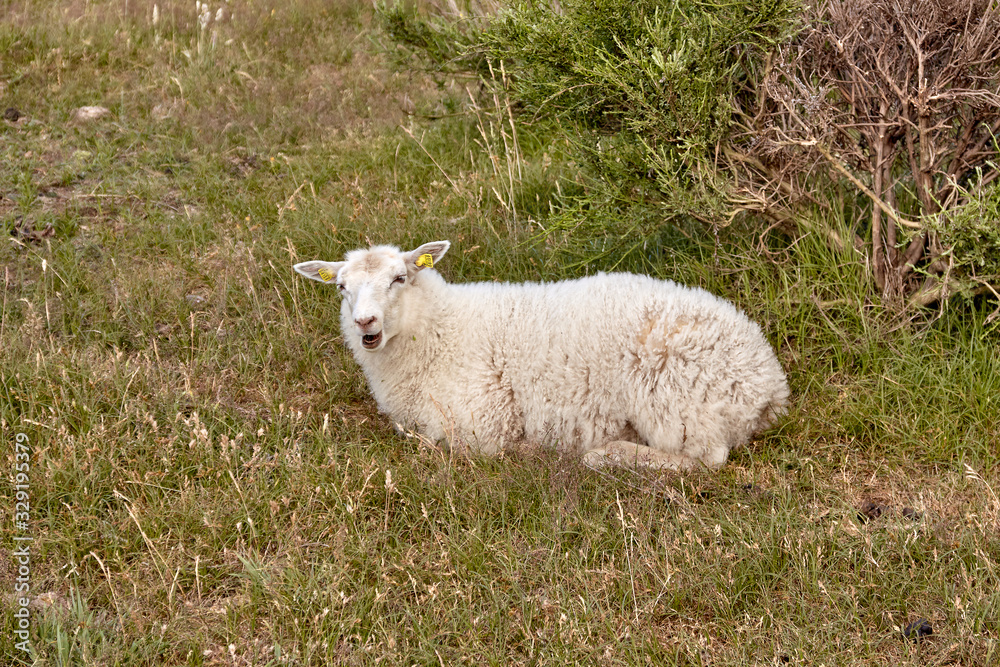 Sheep graze on the northern part of Hammeren peninsula, Bornholm island, Denmark.. Sheep graze on the northern part of Hammeren peninsula, Bornholm island, Denmark..