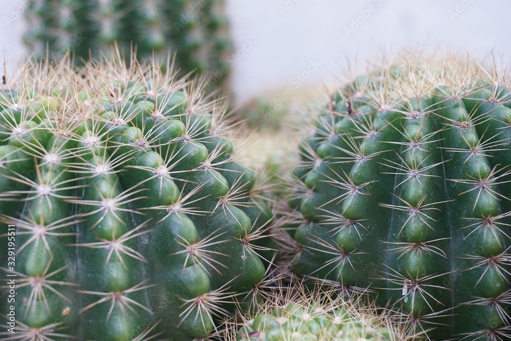 Cactus photos in the perk Cactus photos in the perk