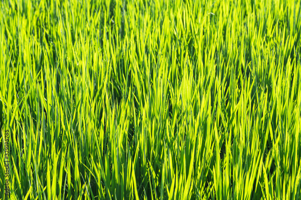 Lush green paddy rice field backlit in evening light, texture Lush green paddy rice field backlit in evening light, texture