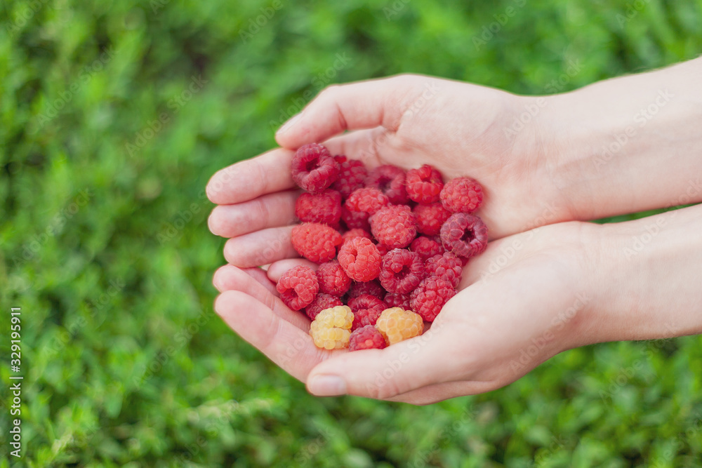 collected fresh juicy beautiful raspberry in hands, summer landscape, rustic mood collected fresh juicy beautiful raspberry in hands, summer landscape, rustic mood