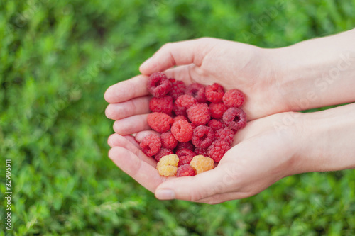 collected fresh juicy beautiful raspberry in hands, summer landscape, rustic mood