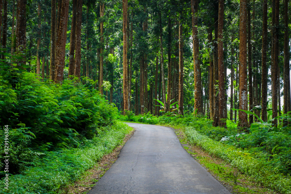 Fototapeta premium the road in the middle of the forest between dense tree