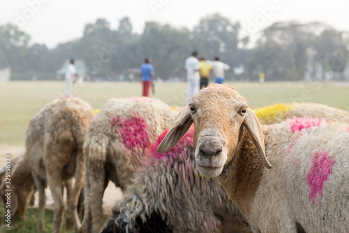 Canvas Print Herd of sheep grazing by a field next to a game of cricket