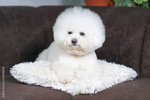 Cute Bichon Frise dog with a stylish haircut (show cut) posing indoors lying down on a white pillow on a brown couch