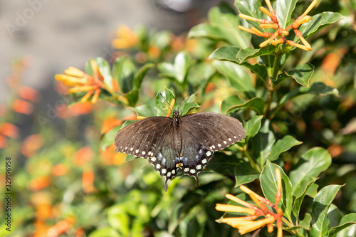 Spicebush swallowtail Papillio troilus butterfly photo