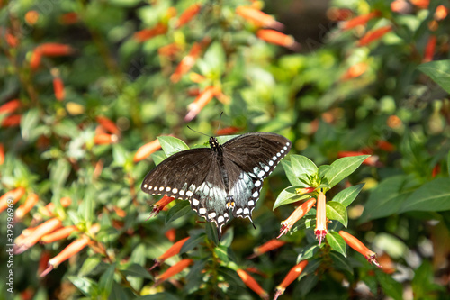 Spicebush swallowtail Papillio troilus butterfly photo