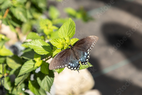 Spicebush swallowtail Papillio troilus butterfly photo