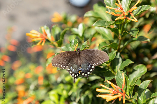Spicebush swallowtail Papillio troilus butterfly photo
