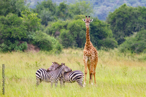 Photography African Giraffe and Two zebra embracing