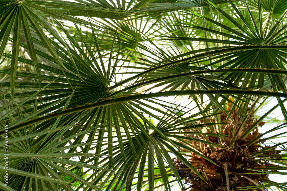 Fototapeta premium Palms leaves green background. nature abstract texture