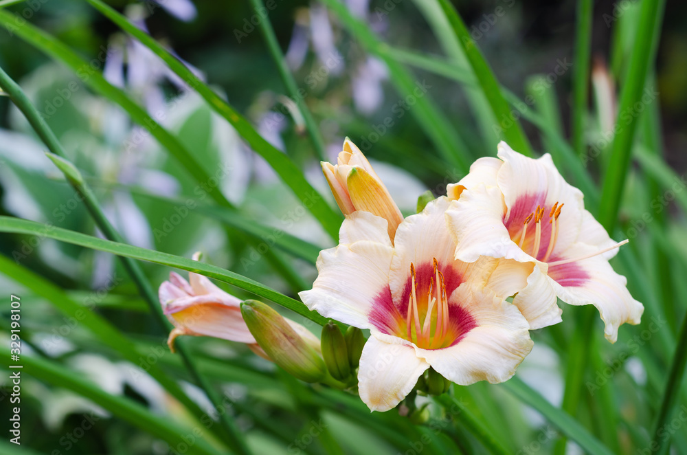 Fototapeta premium Beautiful pink blooming daylilies in the summer garden