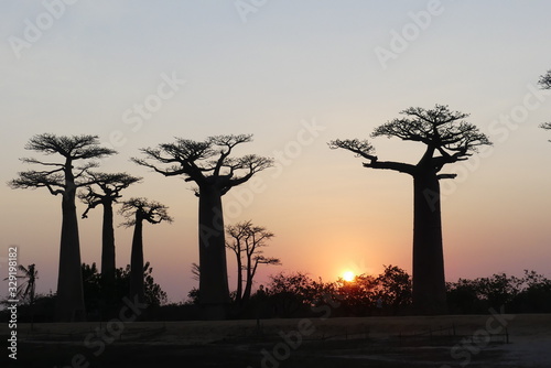 Baobab Alley at sunrise, Madagascar