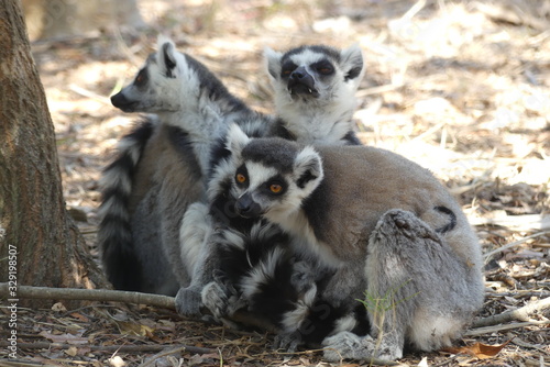lemur, animal, mammal, nature, baby, wildlife, wild, madagascar, animals, young, fur, ring-tailed, ring, grass, tail, black, white, babies, Africa