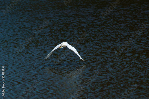 White heron flying on the lake  © altzaga
