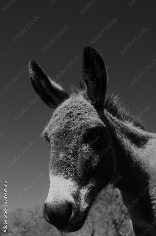 Mini donkey portrait close up in black and white.