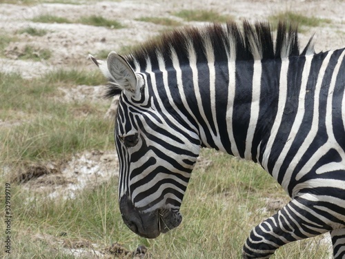 Zebra  Maasai Mara  Kenya