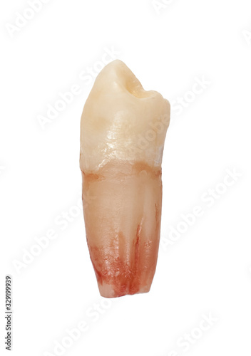 Extracted human premolar permanent healthy tooth isolated on white background