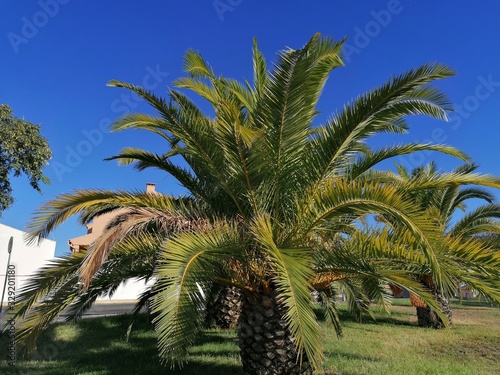   rbol palmera fondo cielo azul en Aljaraque provincia de Huelva Espa  a
