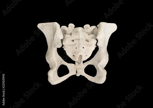 Pelvis, Human skeleton, Female Pelvic Bone anatomy, hip, 3D artwork, Bones Labeled Anatomy top View, black background