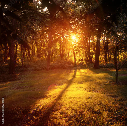 Golden setting sun shining through trees. Clitherall Minnesota MN USA