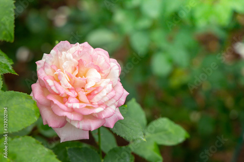 Roses in the garden