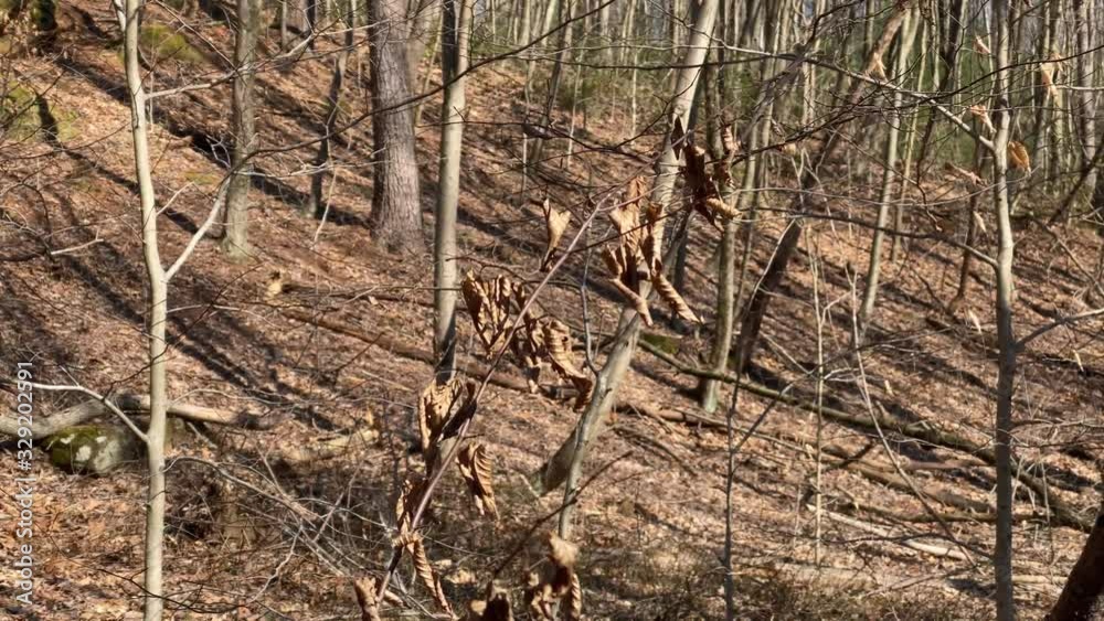 Little dry branch is moving in breeze Little dry branch is moving in breeze
