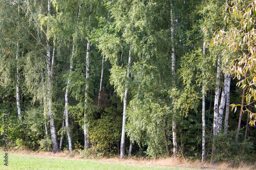 Birch trees in Polish National Forest.