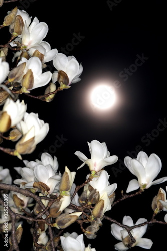Tokyo,Japan-March 9, 2020: White magnolia and the moon in the spring night © Khun Ta