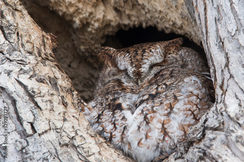 Fotografie the master of camouflage, Eastern screech owl