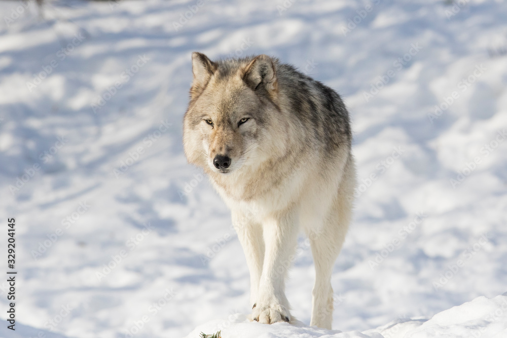 huge male grey wolf in winter