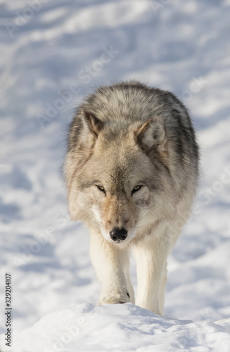 huge male grey wolf in winter