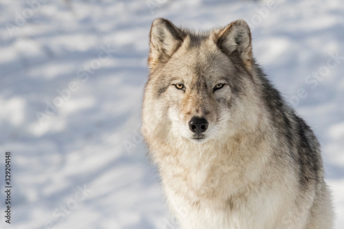 huge male grey wolf in winter © Mircea Costina