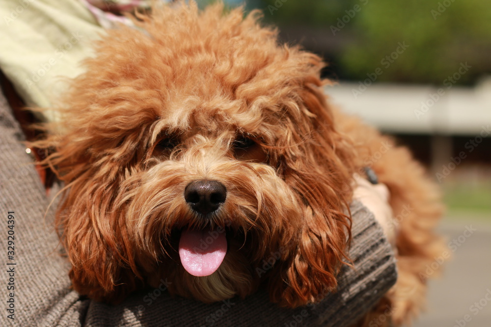 a cute caramel colored cavoodle breed puppy dog being held and cuddled and played with in the arms of it's owner a cute caramel colored cavoodle breed puppy dog being held and cuddled and played with in the arms of it's owner