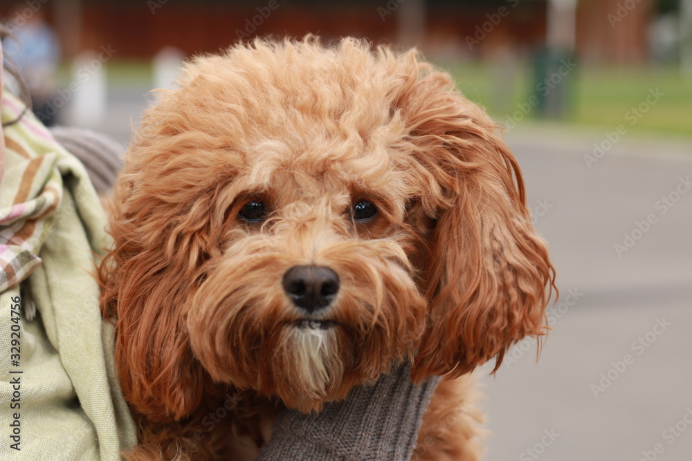 a cute caramel colored cavoodle breed puppy dog being held and cuddled and played with in the arms of it's owner