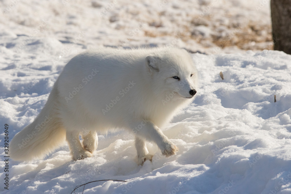 Naklejka premium Arctic fox in winter