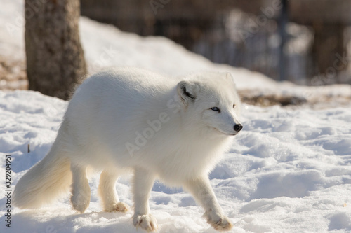Arctic fox in winter © Mircea Costina