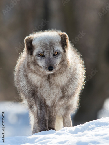 Arctic fox in winter