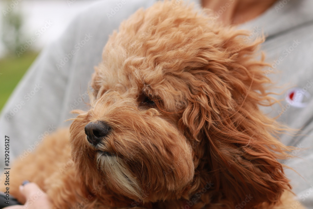 a cute caramel colored cavoodle breed puppy dog being held and cuddled and played with in the arms of it's owner a cute caramel colored cavoodle breed puppy dog being held and cuddled and played with in the arms of it's owner