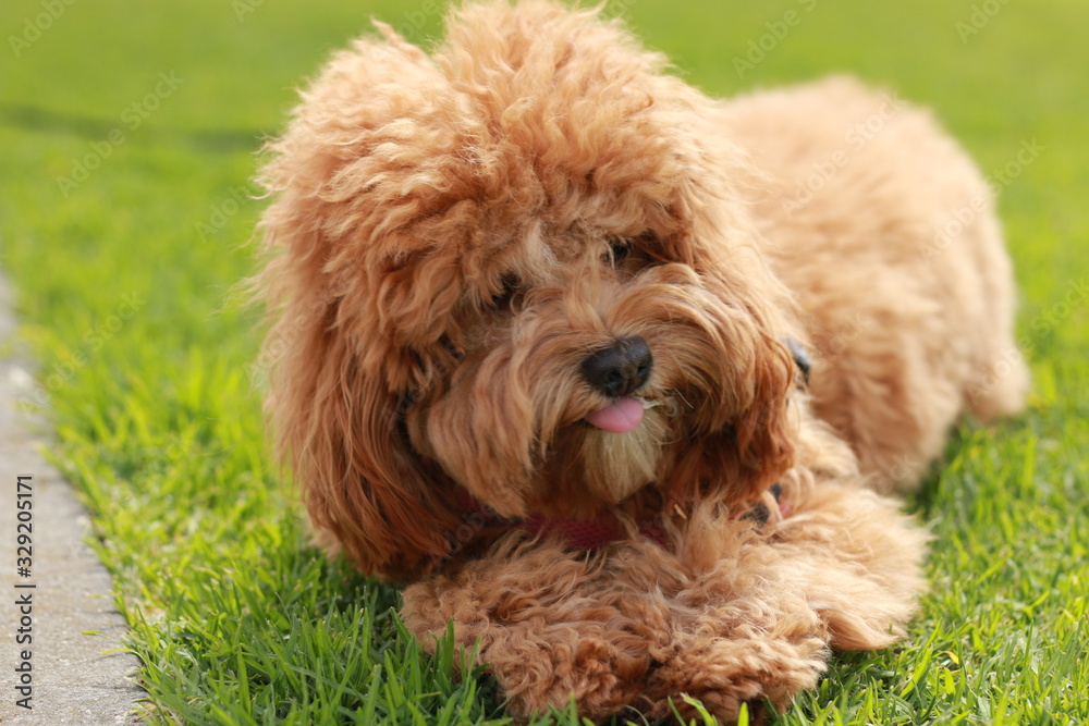 a cute caramel colored cavoodle breed puppy dog lying on the ground playing and chewing on a stick in a park a cute caramel colored cavoodle breed puppy dog lying on the ground playing and chewing on a stick in a park