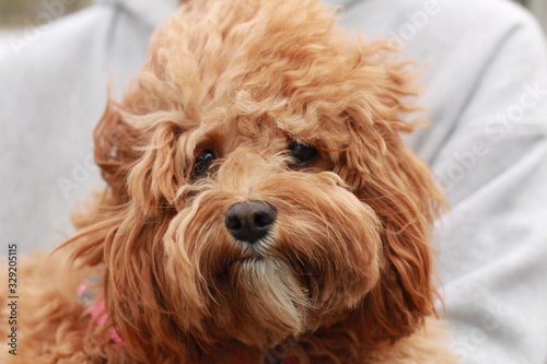 a cute caramel colored cavoodle breed puppy dog being held and cuddled and played with in the arms of it's owner © fieldofvision