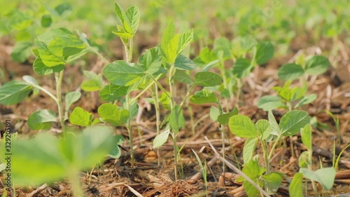 young soybean plants growing in cultivated field, agricultural soy field rows in sunset.