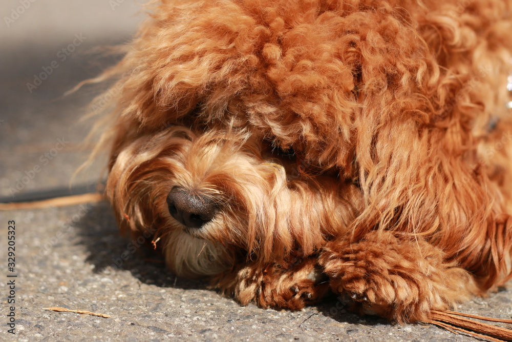 a cute caramel colored cavoodle breed puppy dog lying on the ground playing and chewing on a stick in a park a cute caramel colored cavoodle breed puppy dog lying on the ground playing and chewing on a stick in a park