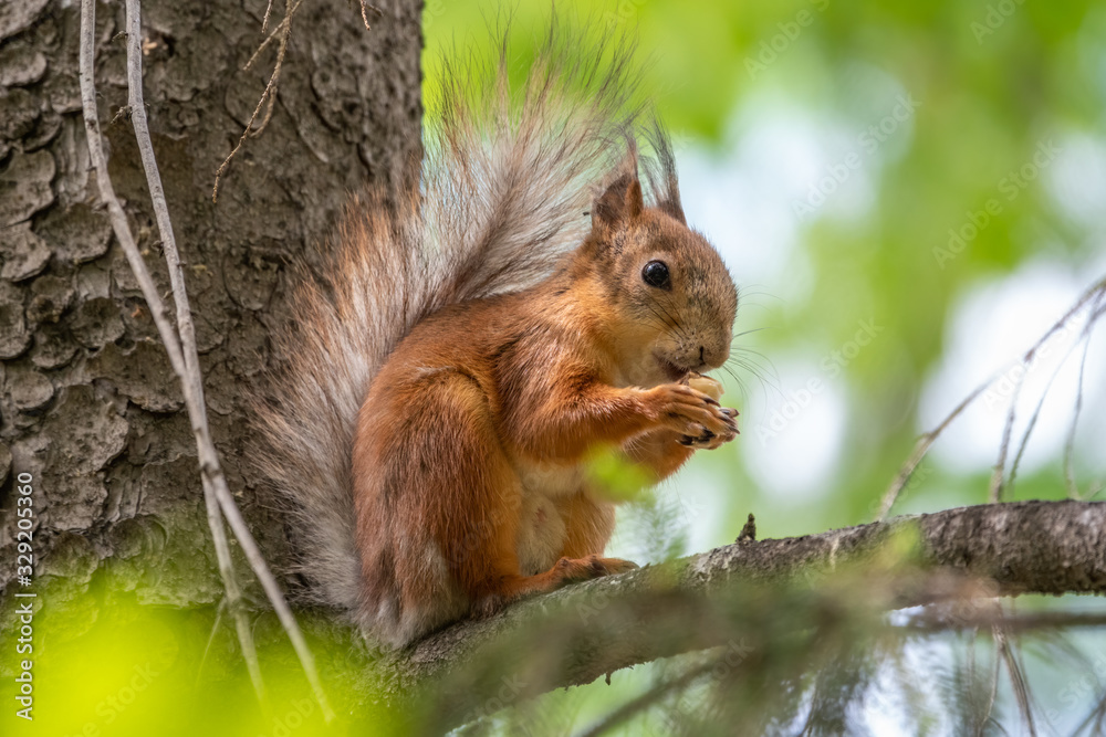 The squirrel with nut sits on a branches in the spring or summer The squirrel with nut sits on a branches in the spring or summer